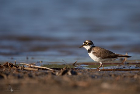 Kulík říční       (Charadrius dubius)