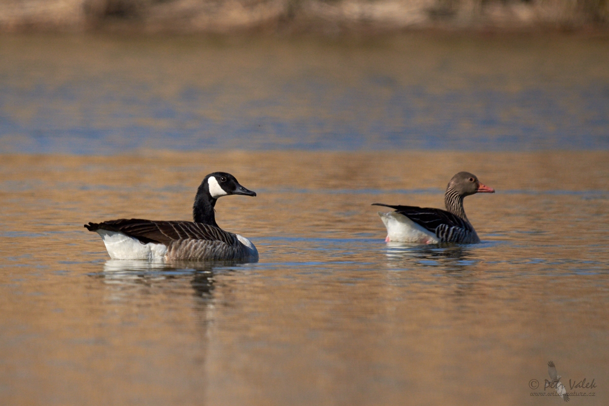 Berneška velká   (Branta canadensis)