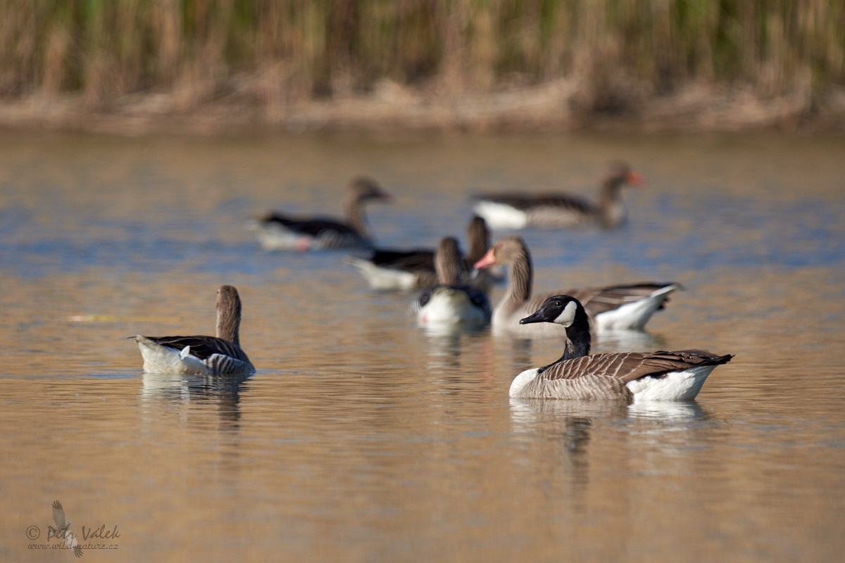 Berneška velká (Branta canadensis)