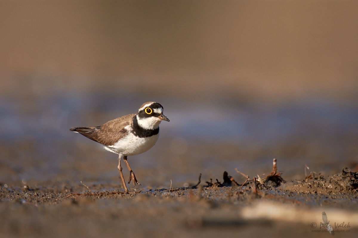 Kulík říční      (Charadrius dubius)