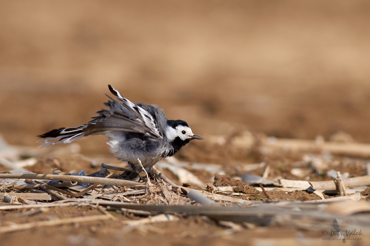 Konipas bílý    (Motacilla alba)