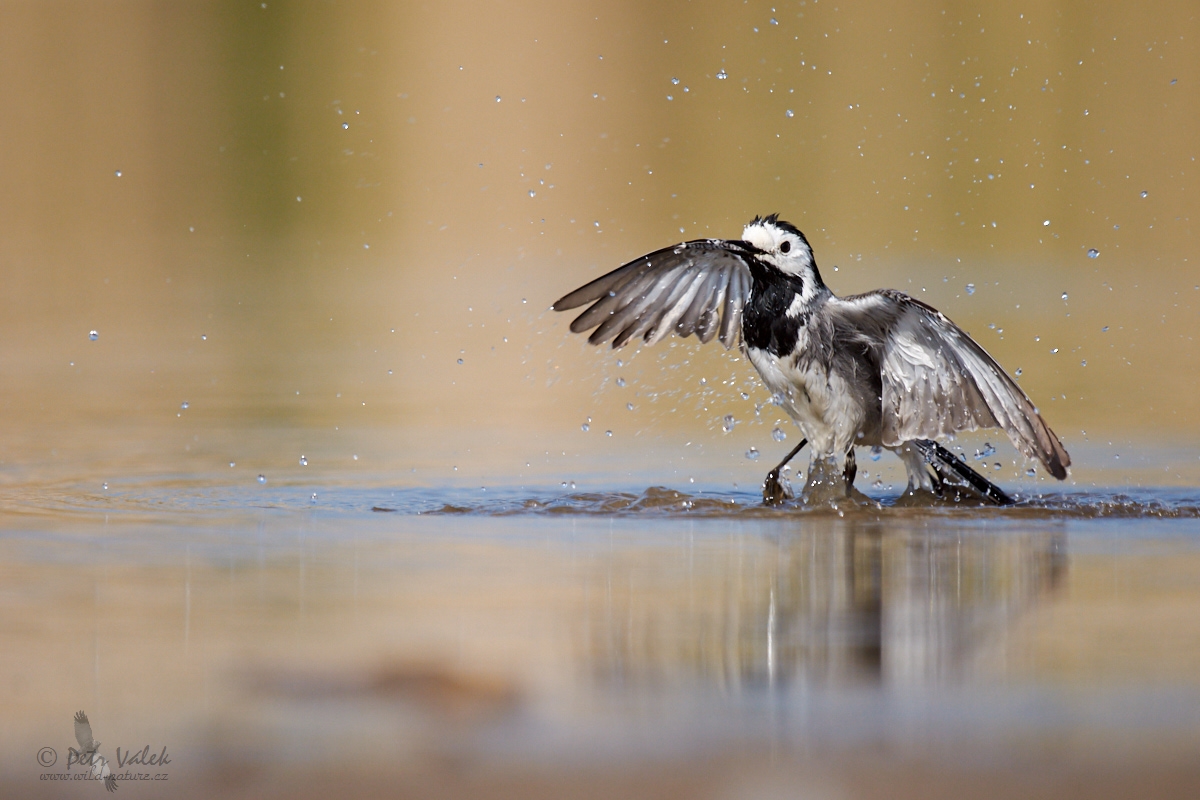 Konipas bílý   (Motacilla alba)