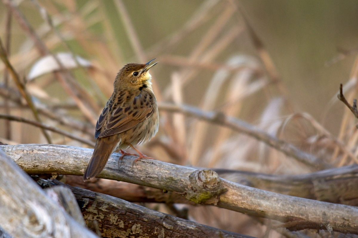 Cvrčilka zelená (Locustella naevia)