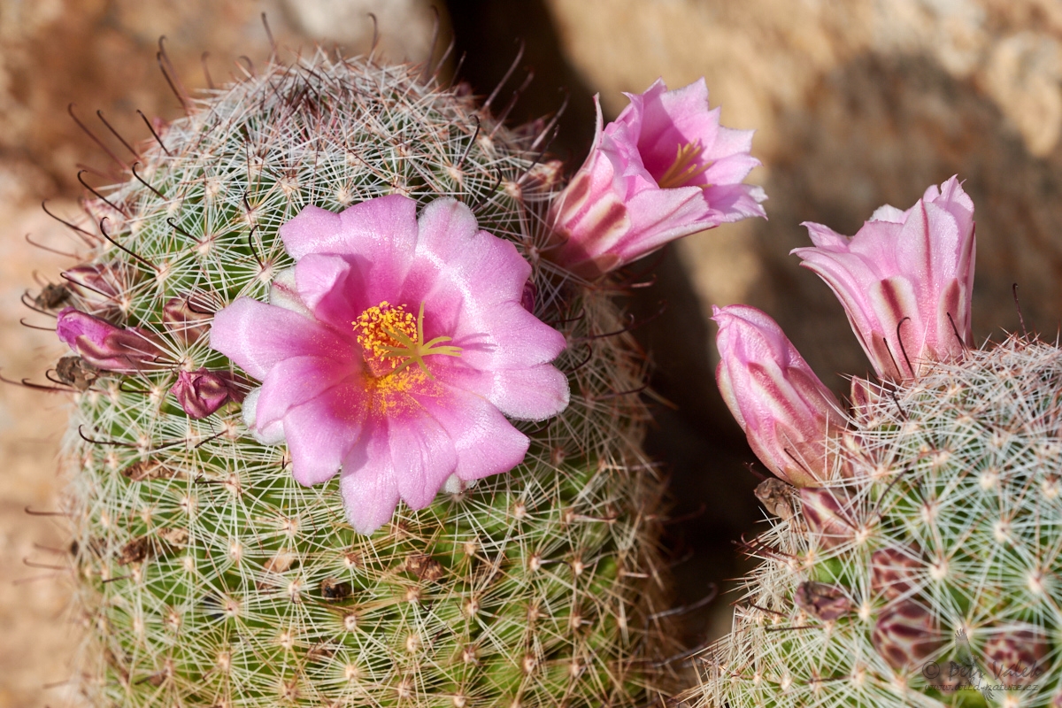 Mammillaria grahamii