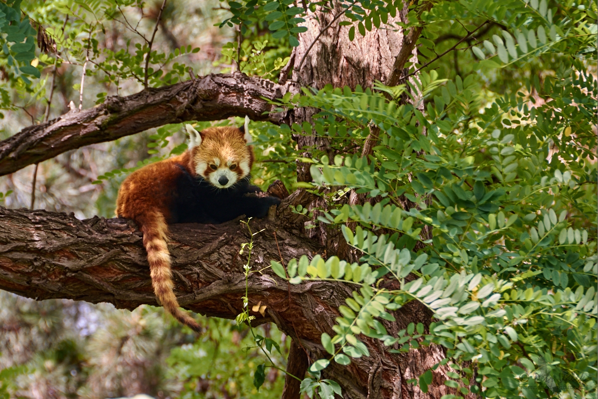 Panda červená (Ailurus fulgens)