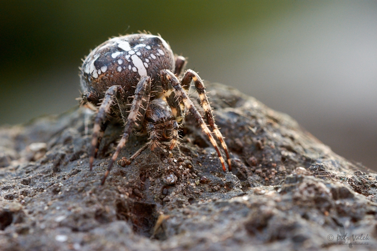 Křižák obecný  (Araneus diadematus)