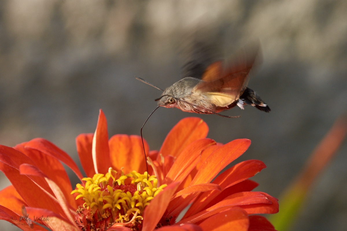 Dlouhozobka svízelová (Macroglossum stellatarum)