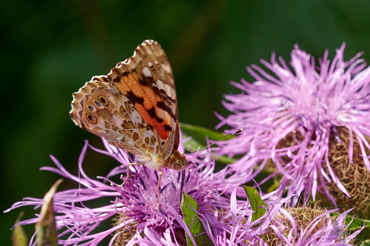 Babočka bodláková  (Vanessa cardui)