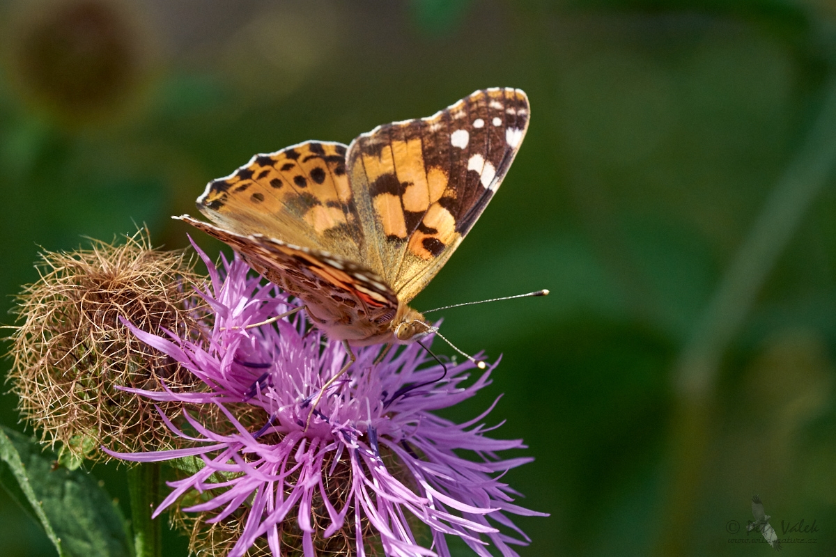 Babočka bodláková (Vanessa cardui)