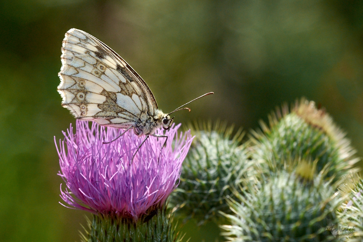 Okáč bojínkový  (Melanargia galathea)