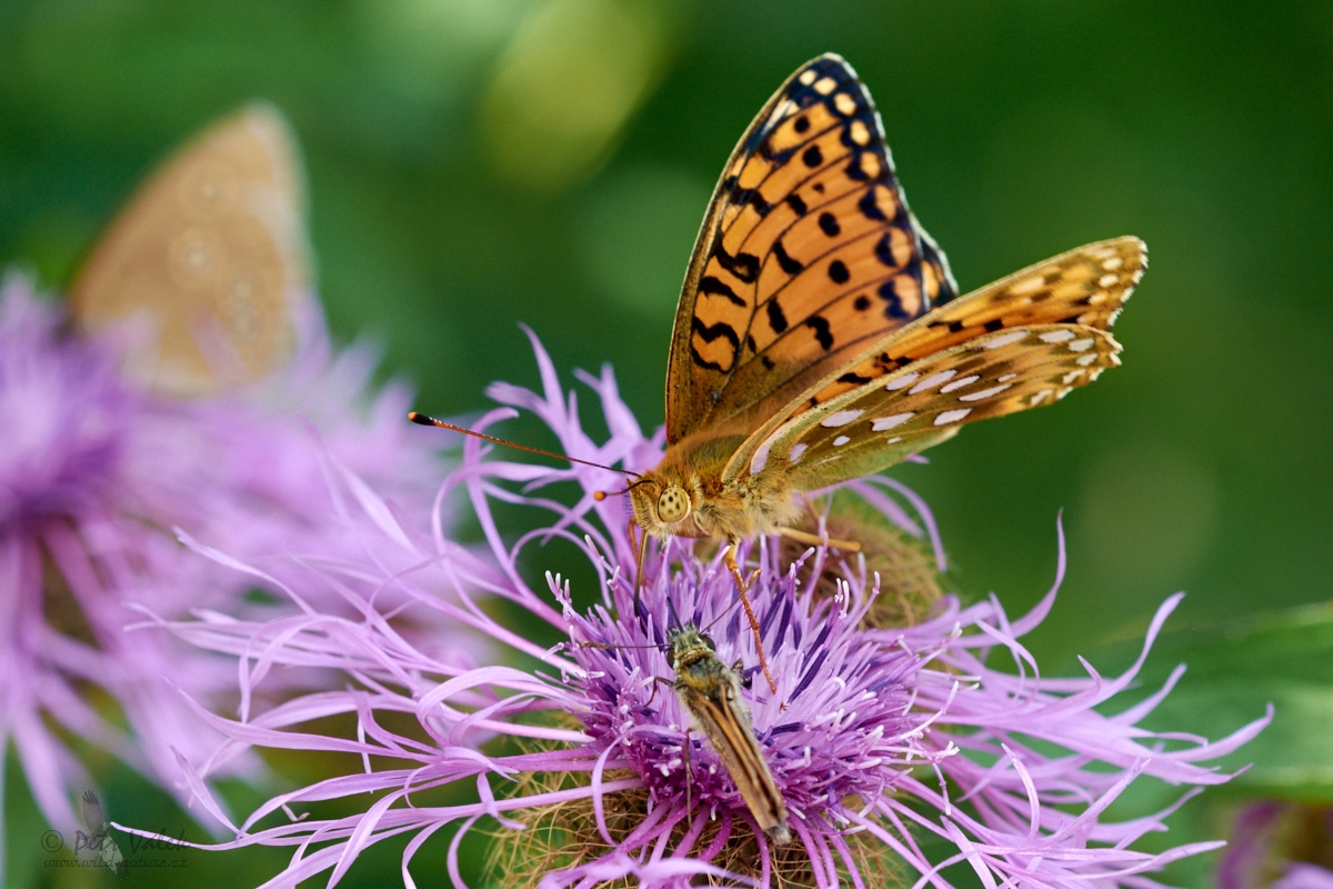 Perleťovec velký   (Argynnis aglaja)