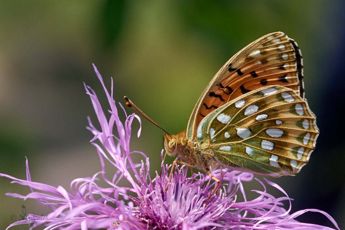 Perleťovec velký (Argynnis aglaja)