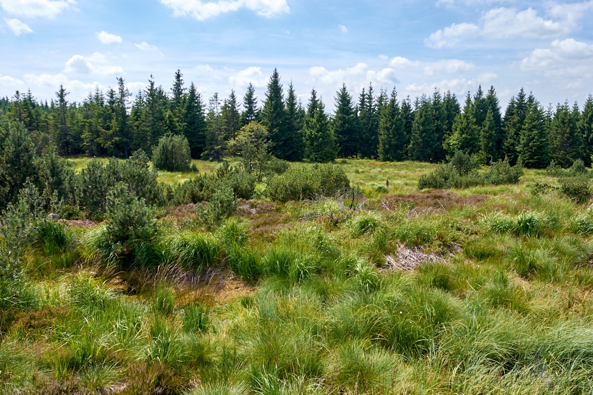 Georgenfelder   Hochmoor