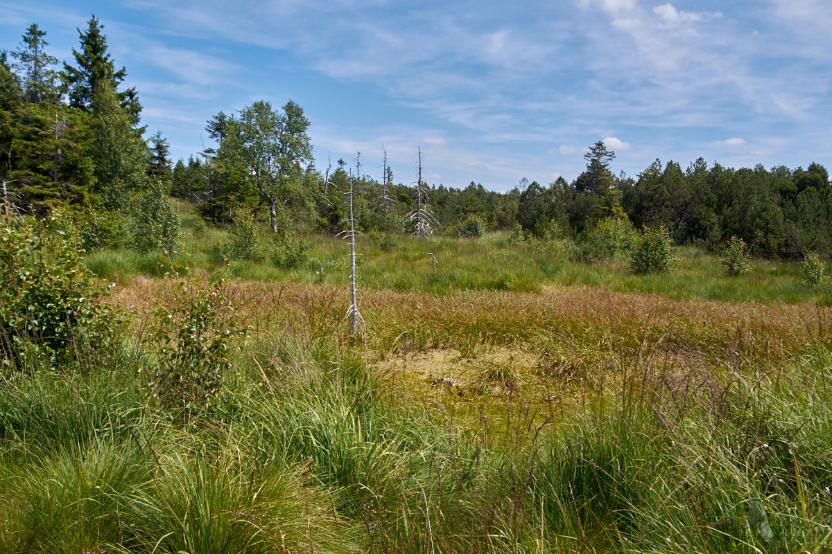 Georgenfelder  Hochmoor