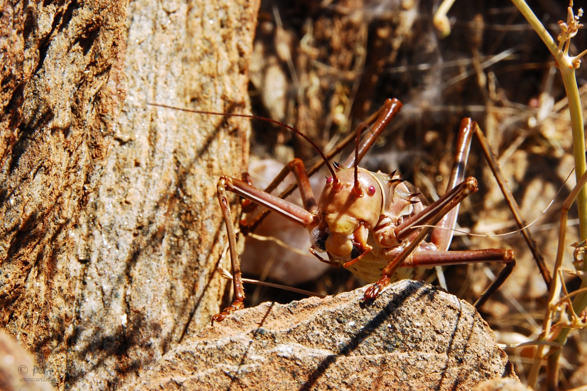 Acanthoplus discoidalis