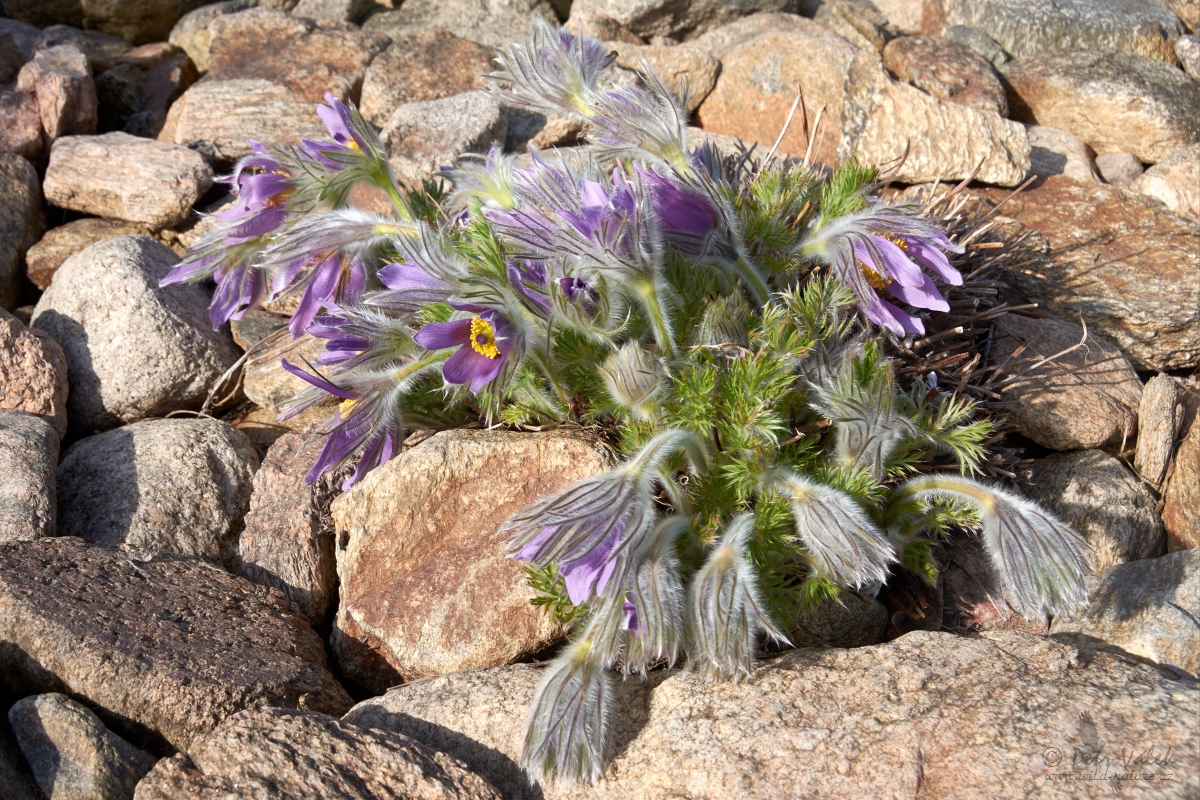 Koniklec německý (Pulsatilla vulgaris)