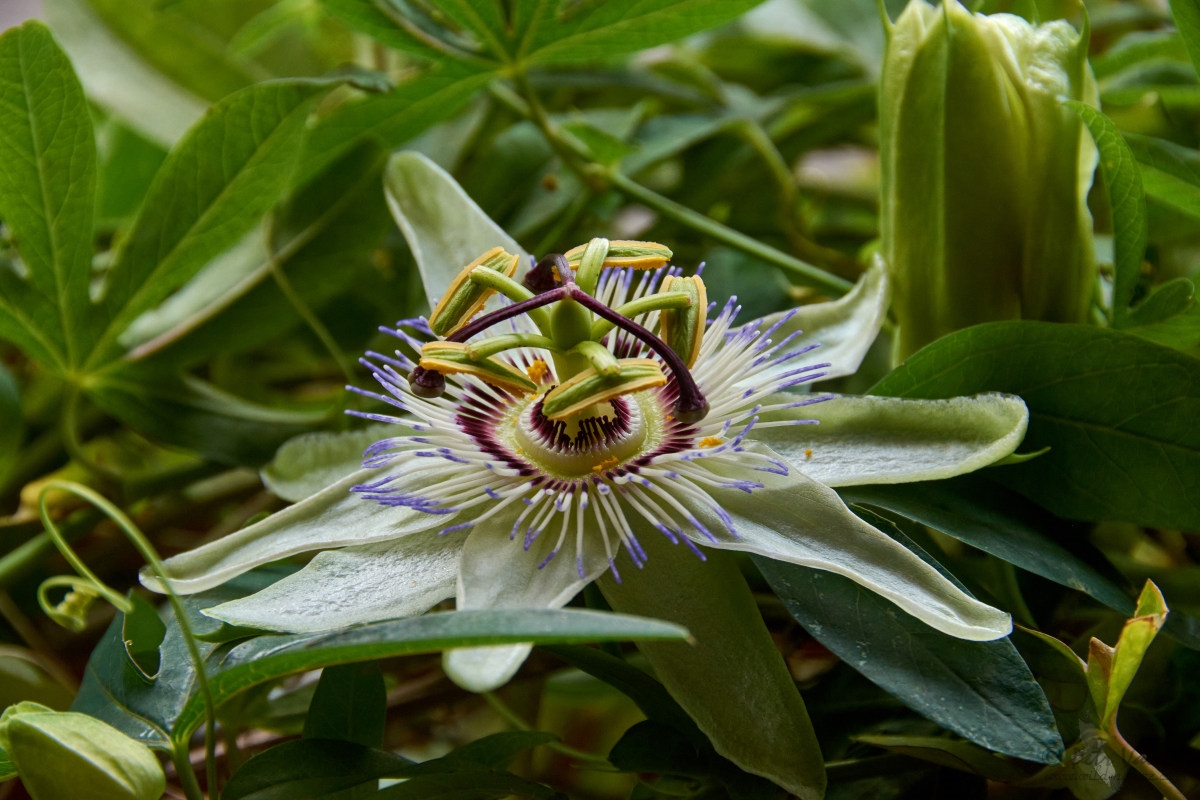 Mučenka modrá (Passiflora caerulea)