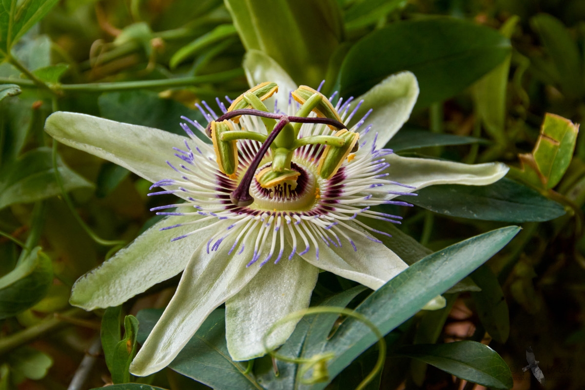 Mučenka modrá  (Passiflora caerulea)