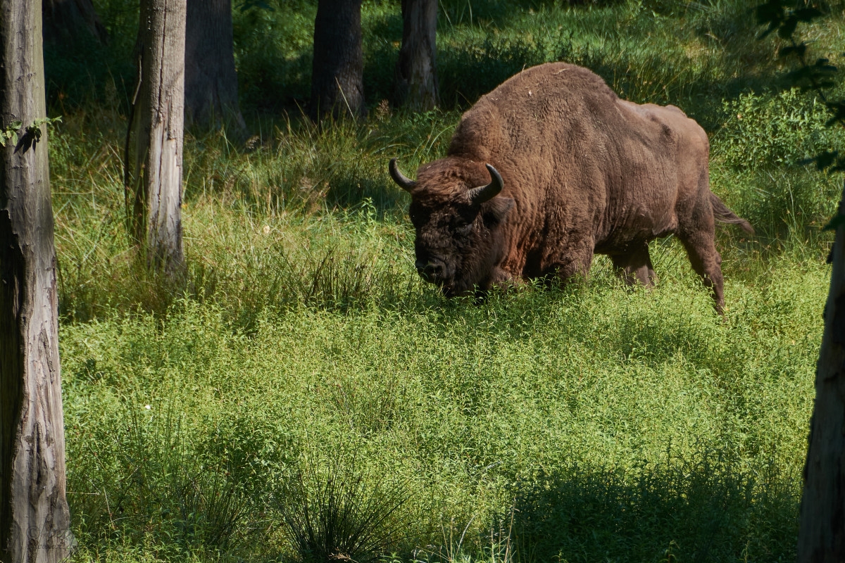 Zubr evropský (Bison bonasus)