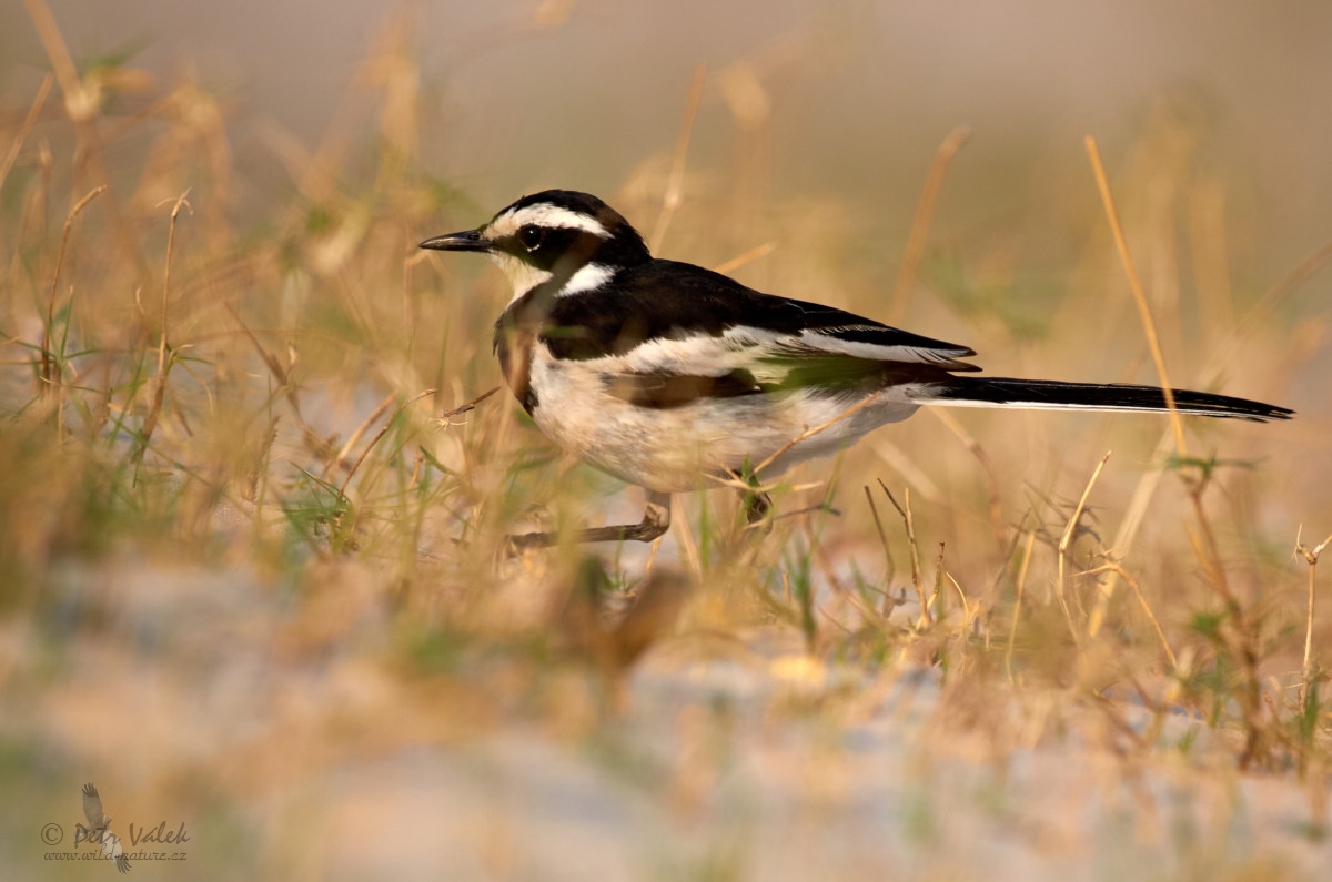 Konipas africký (Motacilla aguimp)