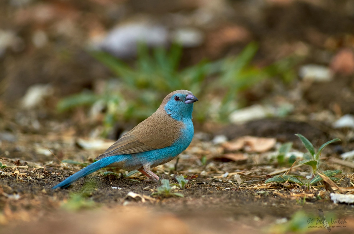 Motýlek angolský  (Uraeginthus angolensis)