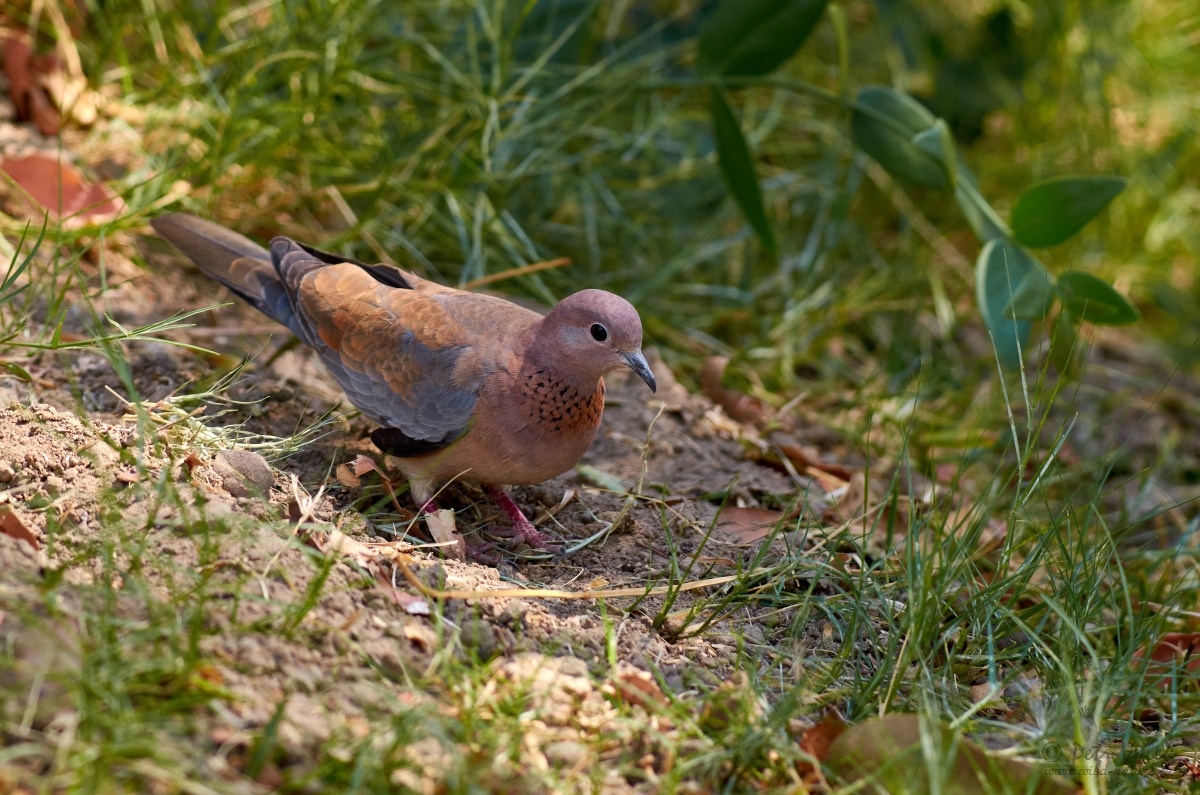 Hrdlička senegalská (Streptopelia senegalensis)