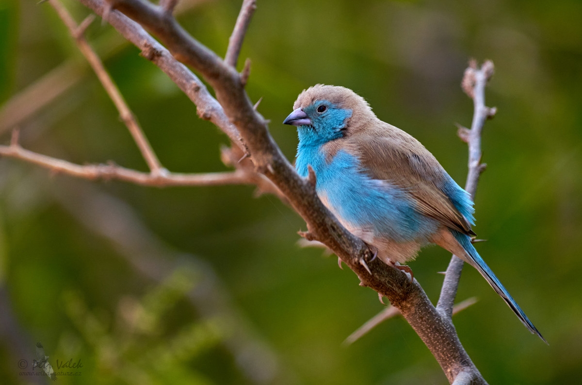 Motýlek angolský   (Uraeginthus angolensis)