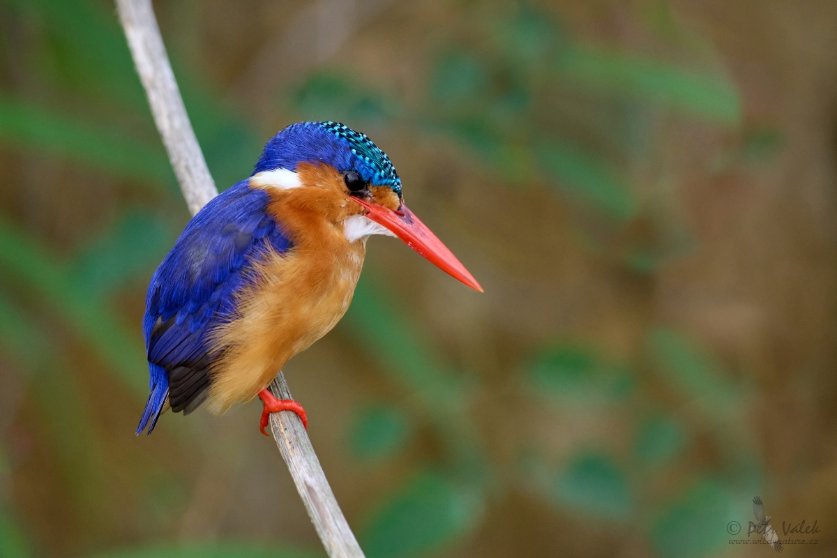 Ledňáček malachitový (Alcedo cristata)