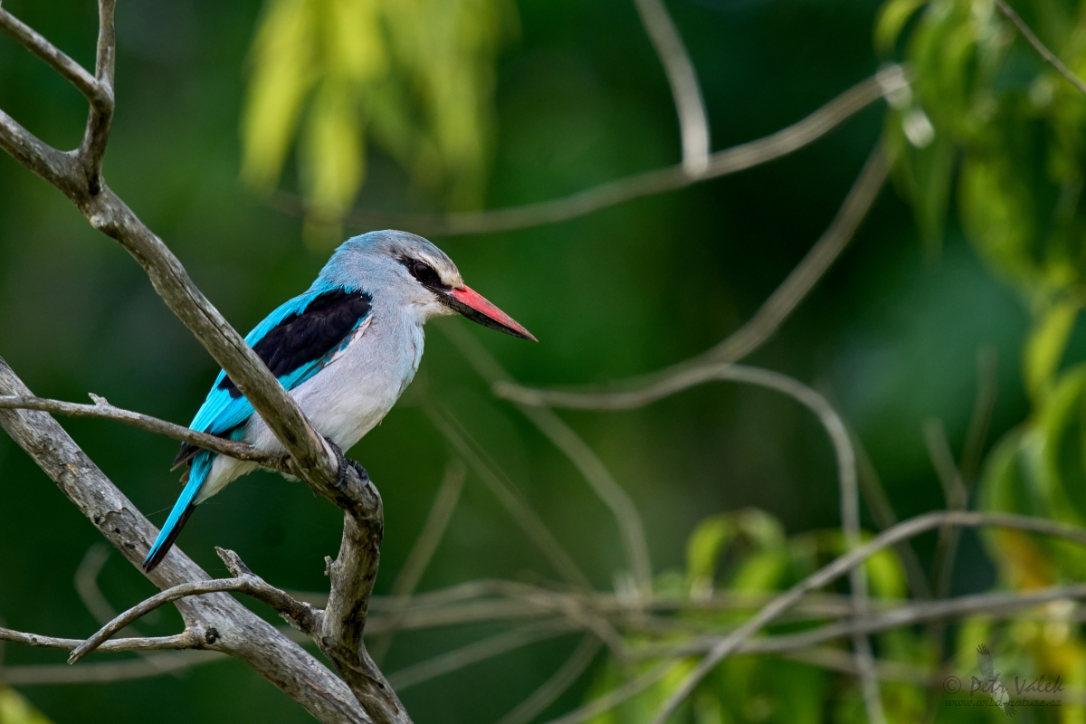 Ledňáček senegalský (Halcyon senegalensis)