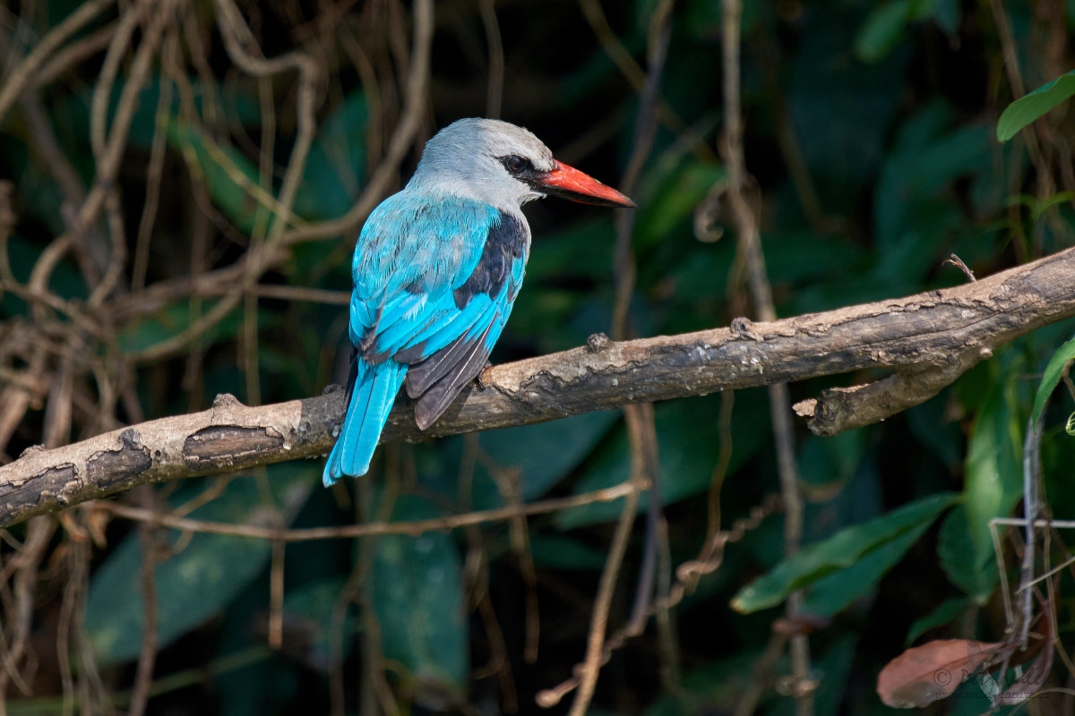 Ledňáček senegalský  (Halcyon senegalensis)