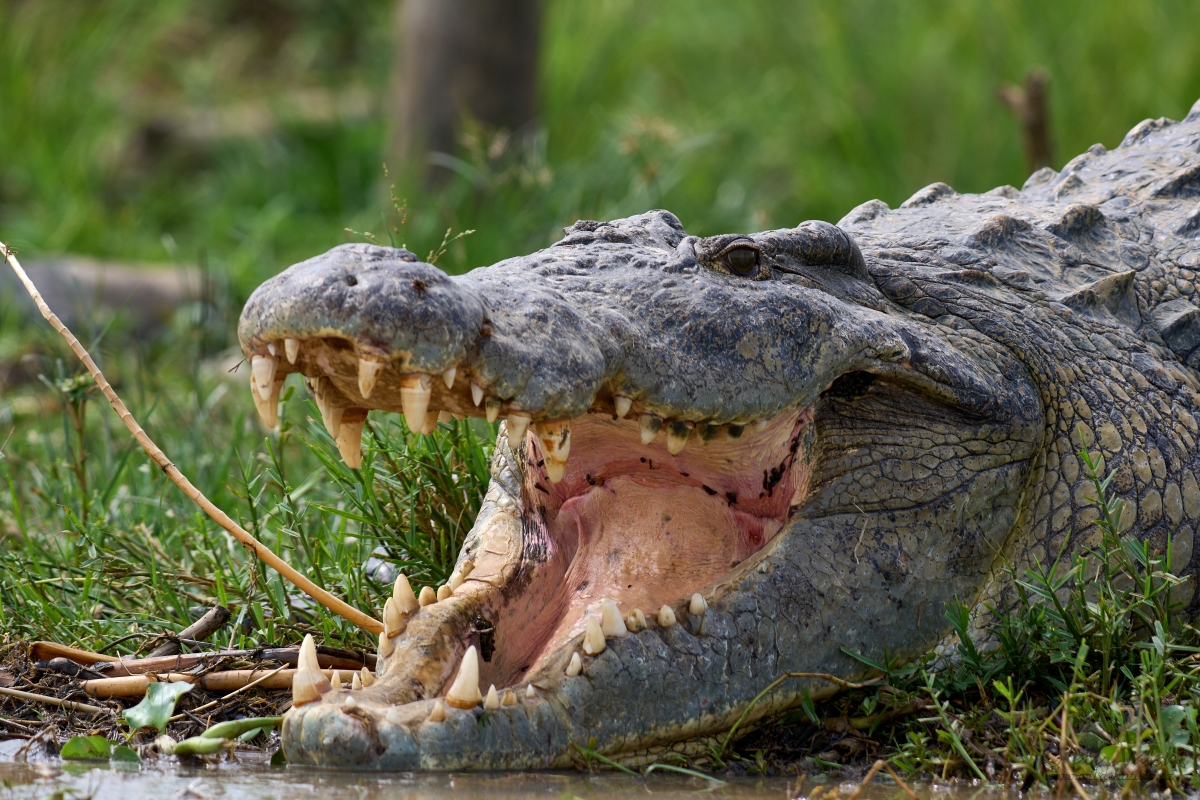 Krokodýl nilský (Crocodylus niloticus)