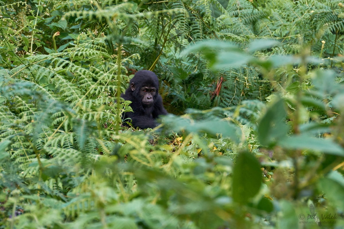 Gorila horská (Gorilla beringei beringei)
