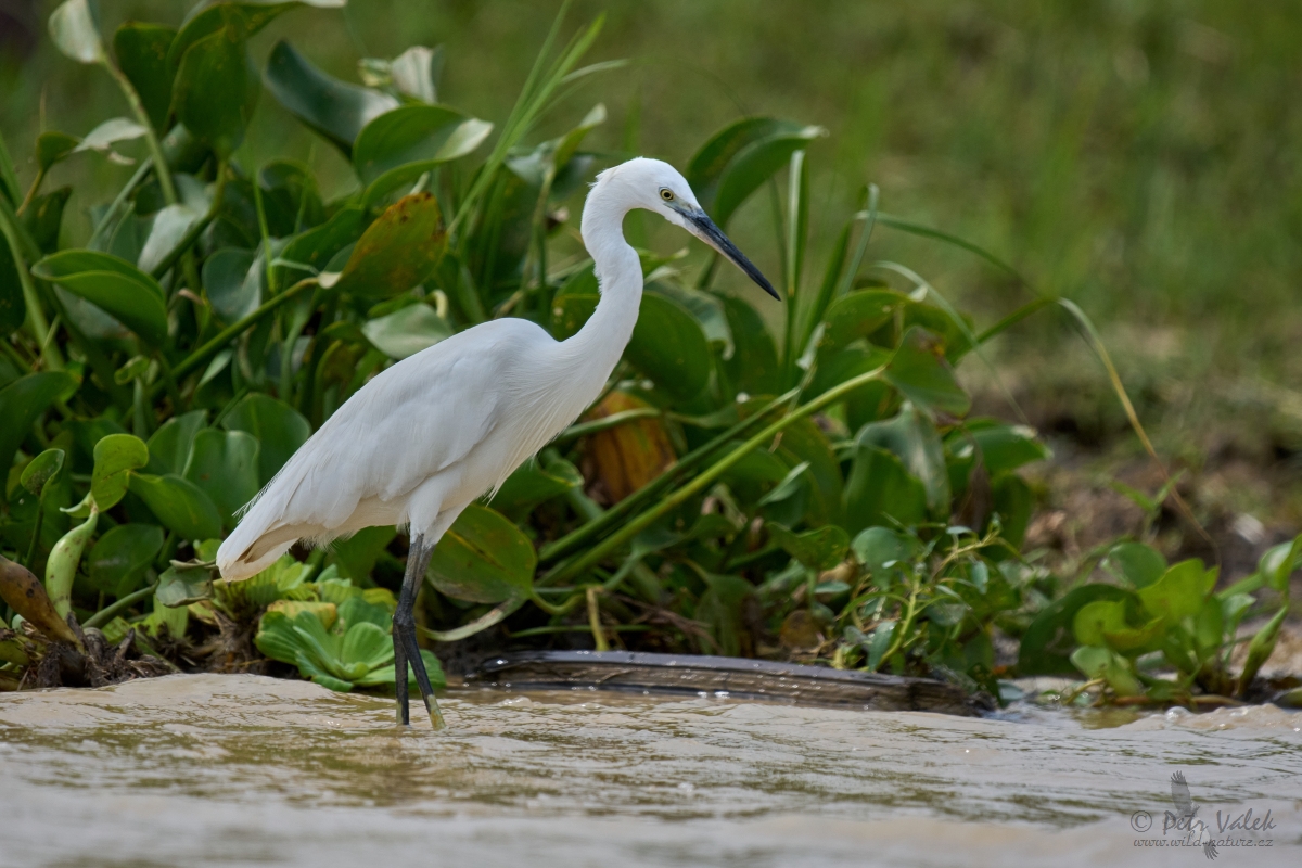 Volavka bílá (Ardea alba)