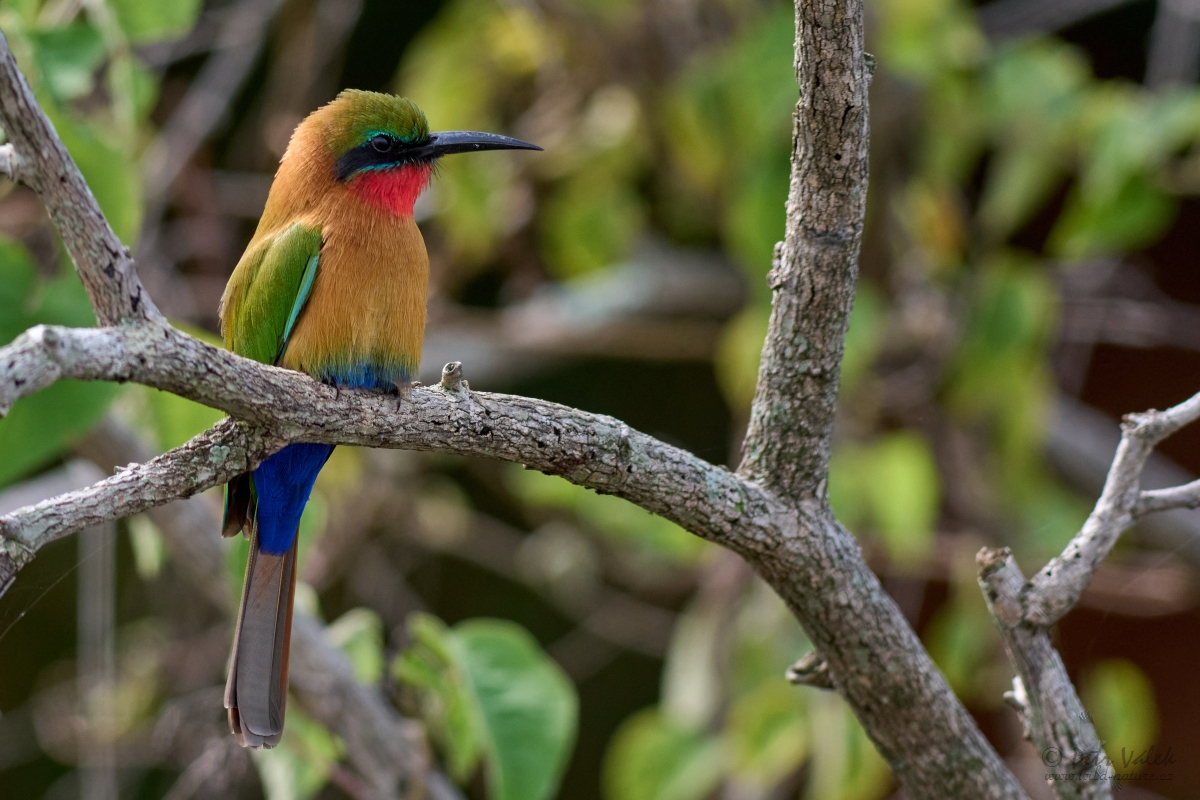 Vlha zelenočelá (Merops bulocki)