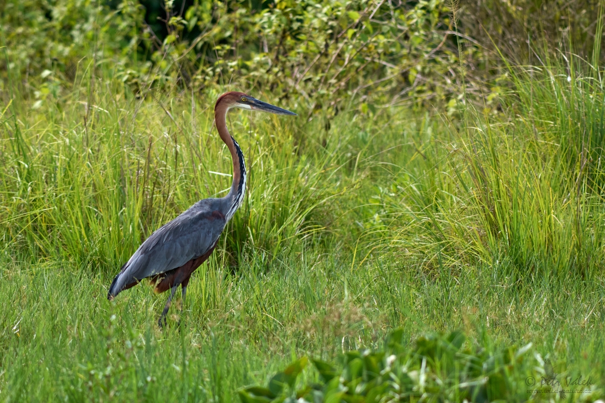 Volavka obrovská (Ardea goliath)
