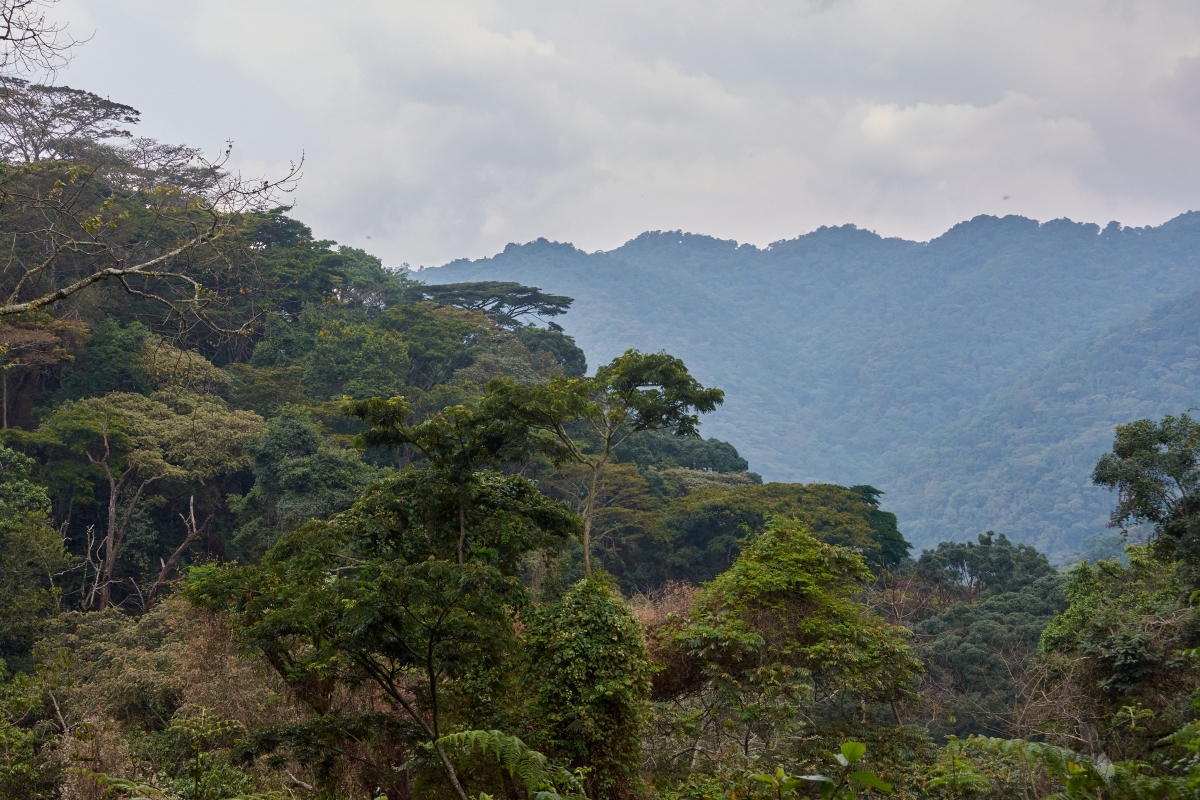 Bwindi Impenetrable Forest