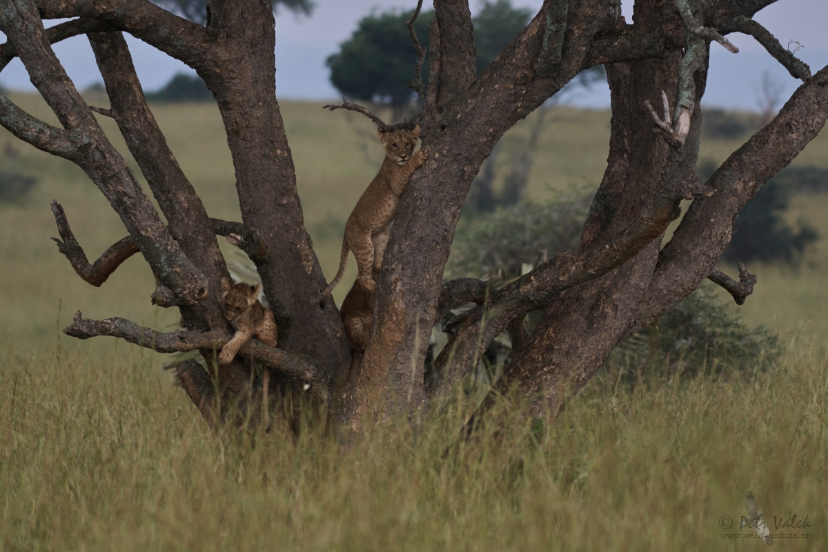 Lev pustinný (Panthera leo)