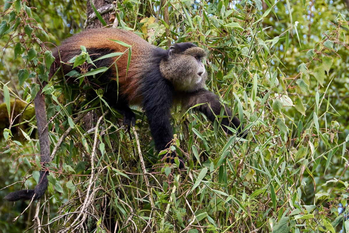 Kočkodan zlatý (Cercopithecus mitis kandti)