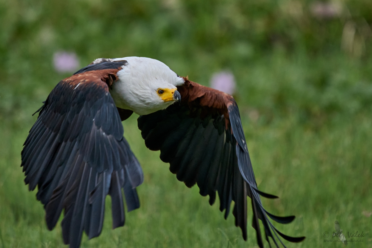 Orel jasnohlasý (Haliaeetus vocifer)