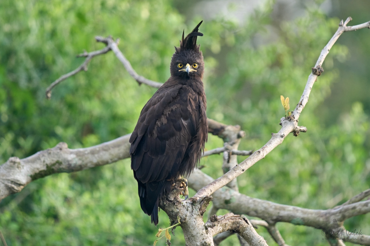 Orel chocholatý (Lophaetus occipitalis)