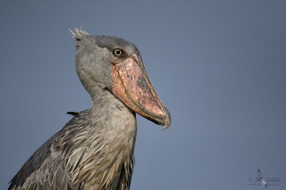 Člunozobec africký (Balaeniceps rex)