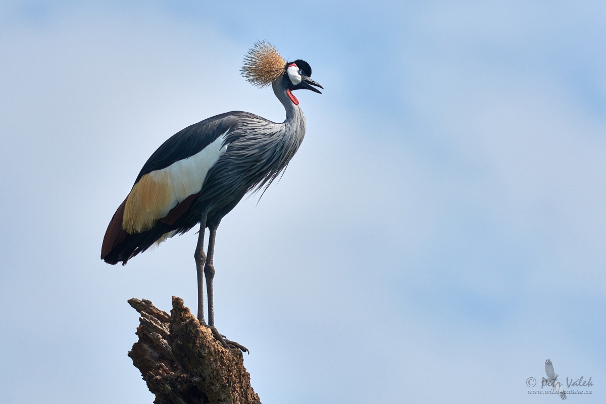 Jeřáb královský (Balearica regulorum)