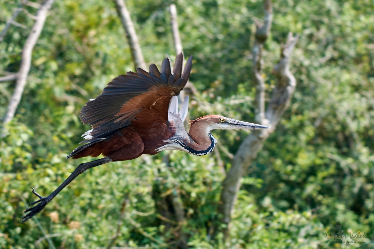 Volavka obrovská  (Ardea goliath)