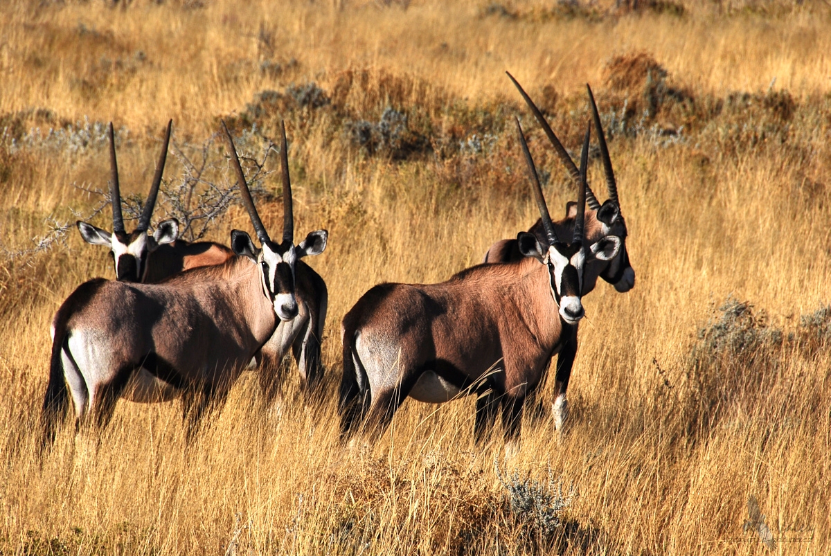 Přímorožec jihoafrický (Oryx gazella)