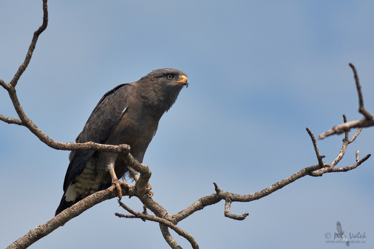 Orlík menší (Circaetus cinerascens)