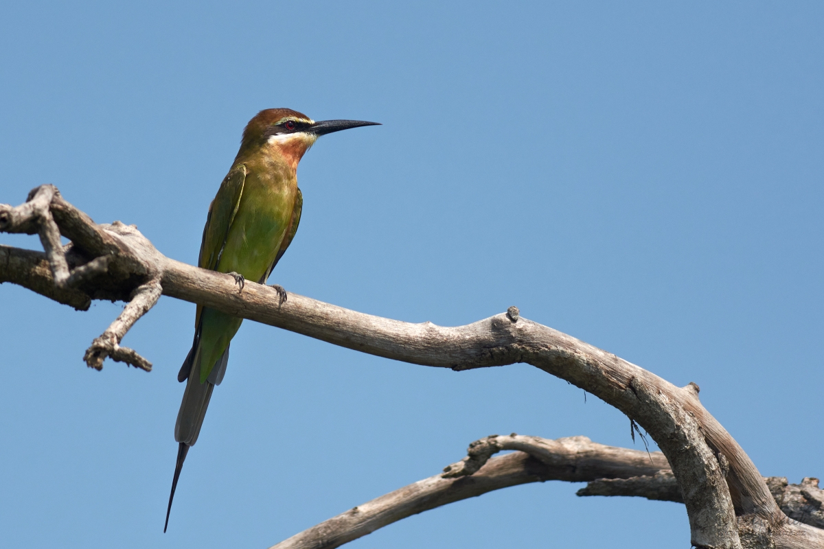 Vlha zelená (Merops superciliosus)