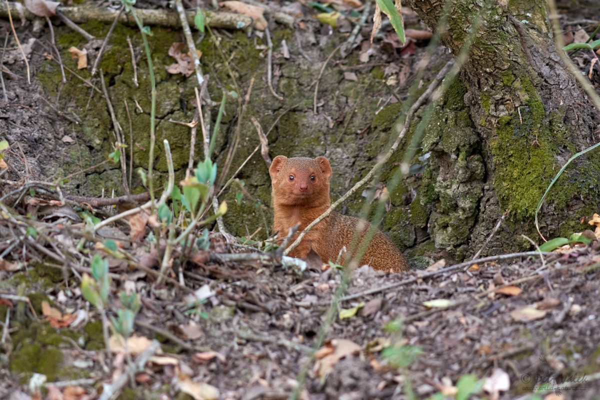 Promyka červená (Herpestes sanguineus)