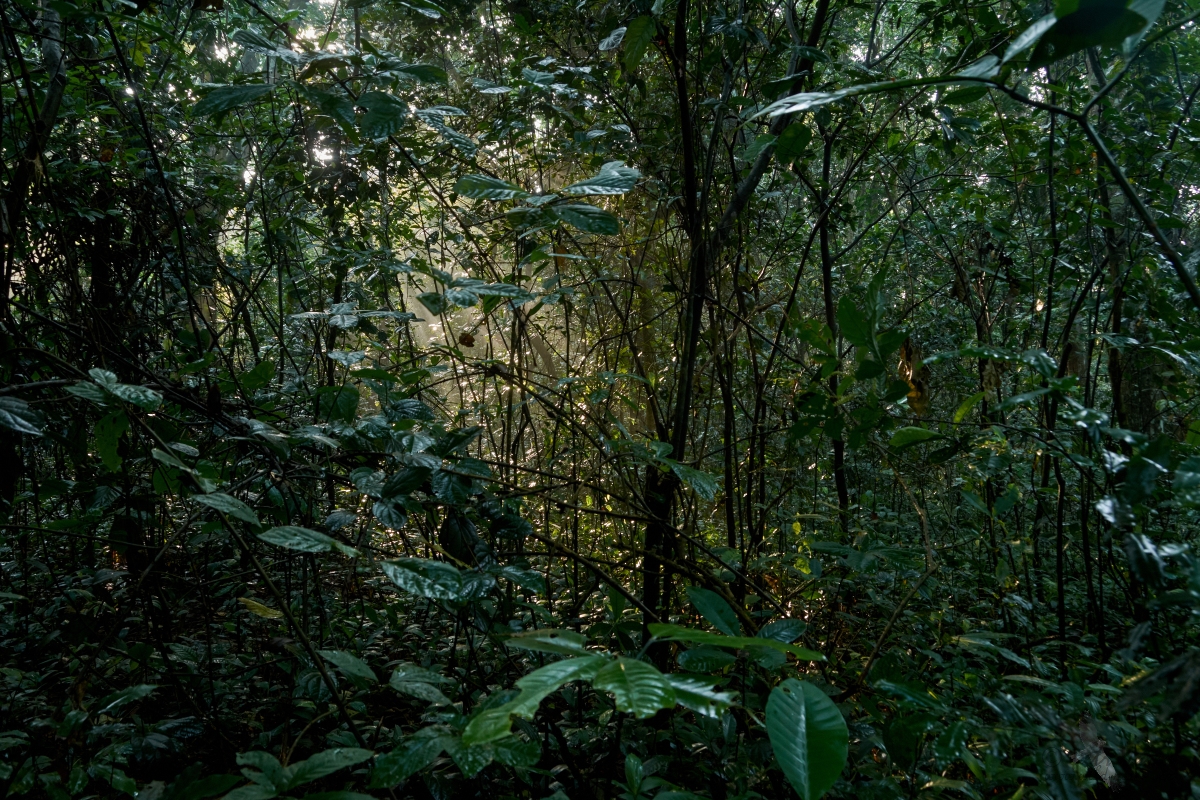 Kibale Forest