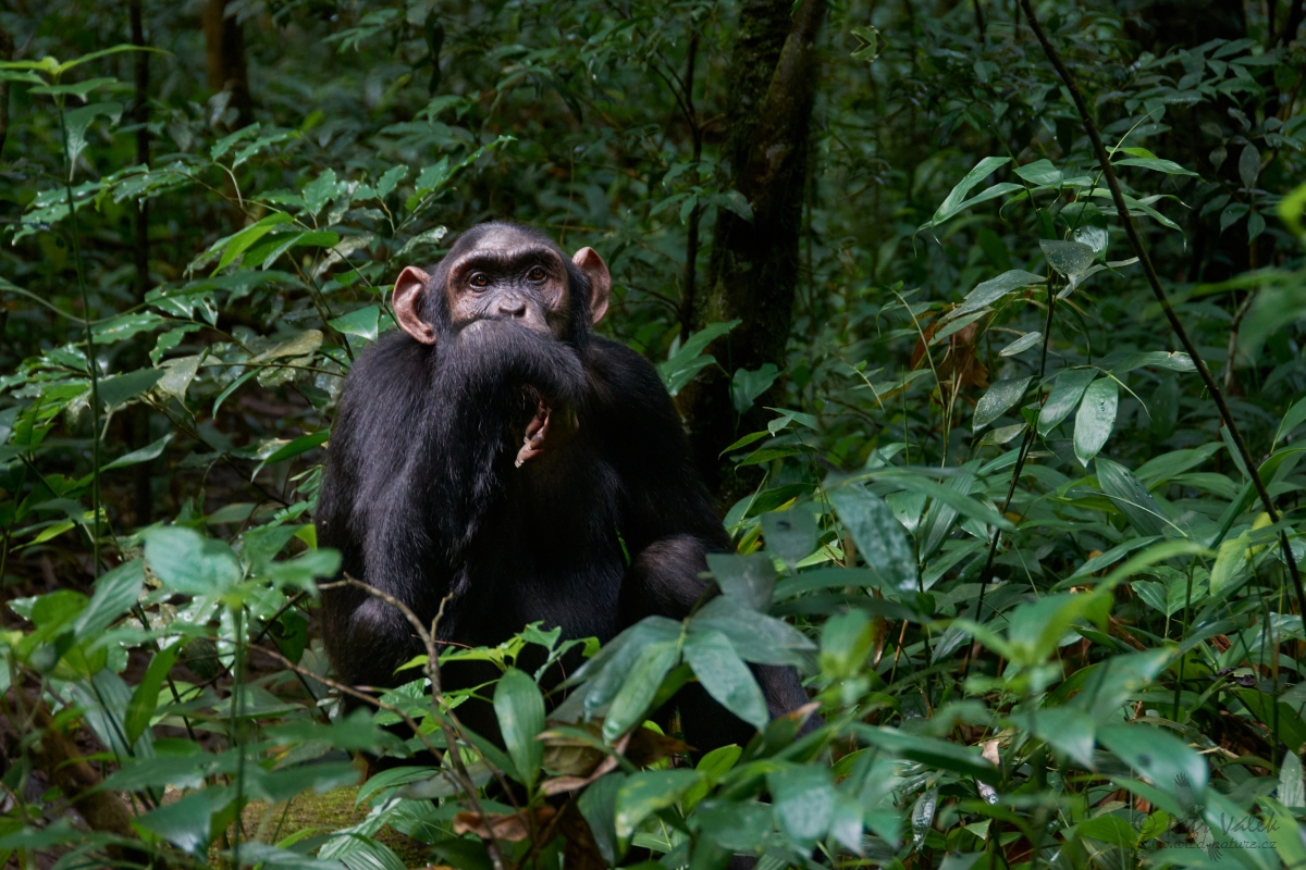 Šimpanz učenlivý (Pan troglodytes schweinfurthii)