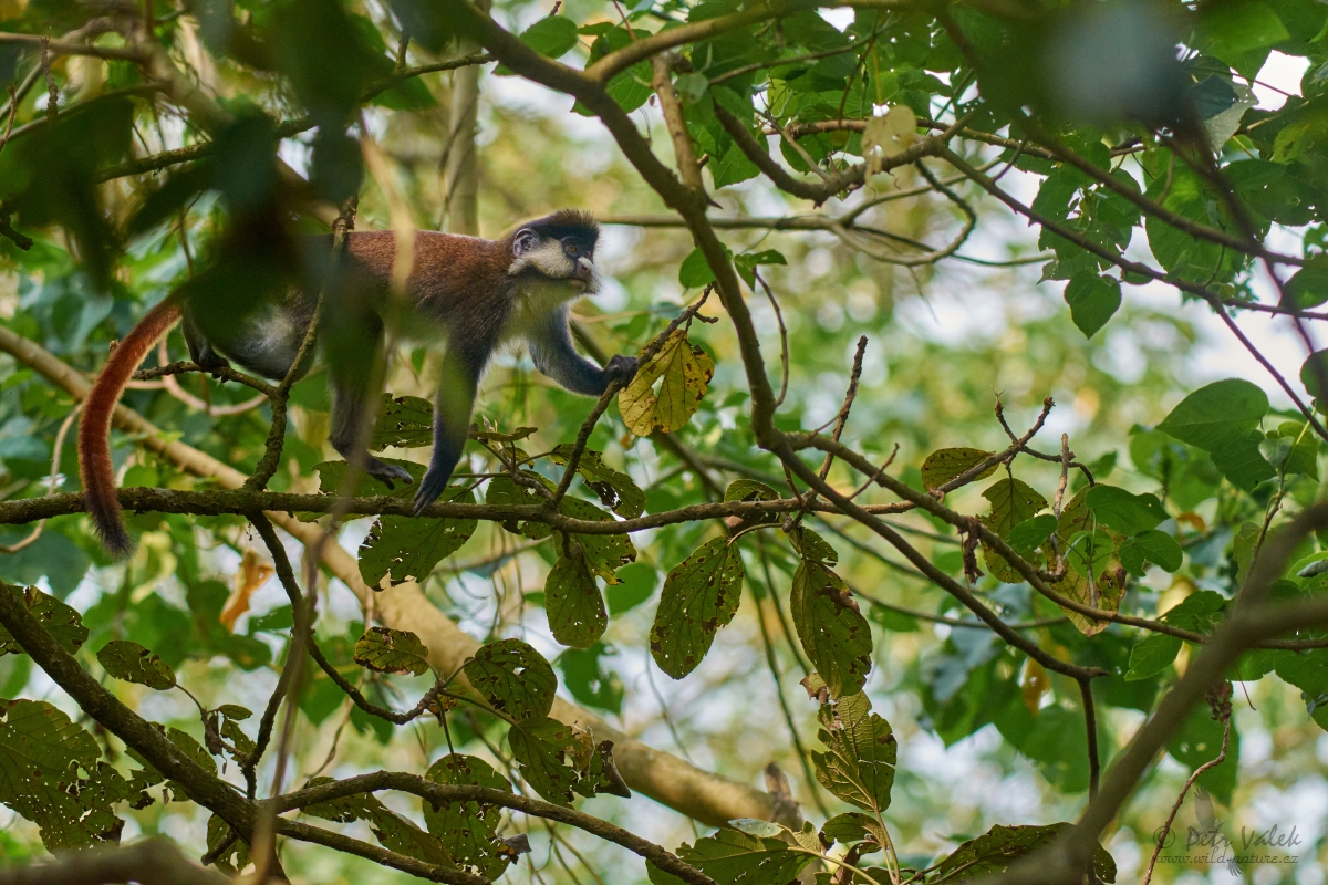 Kočkodan černolící (Cercopithecus ascanius)